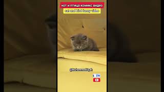 кот и птица комикс видео #кот #cats #funnycats #cat