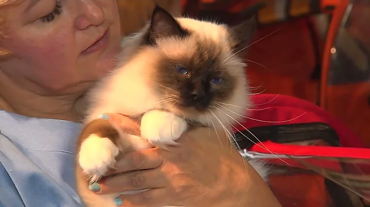 Video 11721011: birman cat