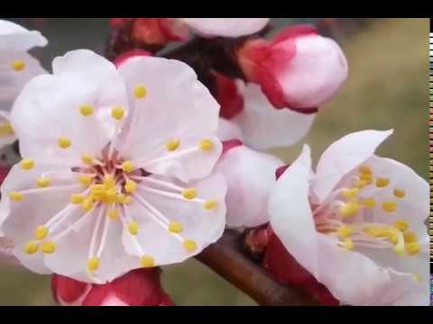 2019년3월15일 개화/자연 꽃길/봄꽃/ 살구꽃/asmr/백색소음/봄바람소리/