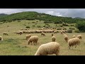 Фарма Јованови 🐏🐑