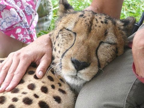 cheetah-purring---a-cute-big-cat-videos-compilation