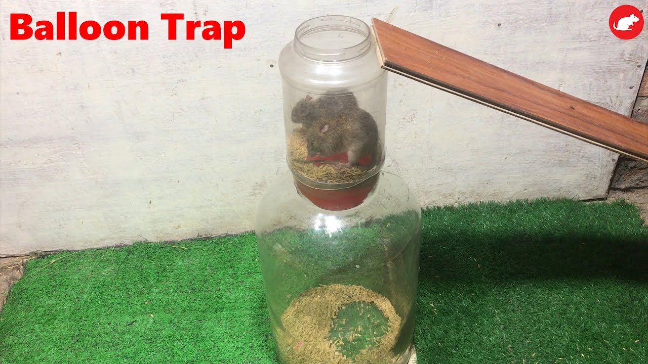 Balloon Mouse Trap/How to make a Mouse Trap Homemade with Balloon Easy Saving a lot of Mouse