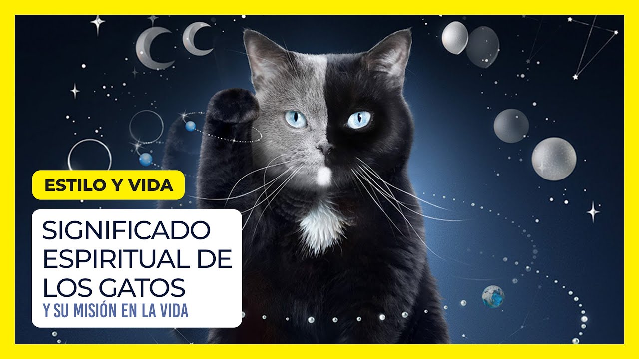 Significado espiritual de la muerte de un gato - YouTube