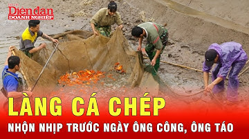 Người dân làng cá chép tất bật, hối hả thu hoạch cá chép trước ngày ông Công ông Táo | Tin tức 24h