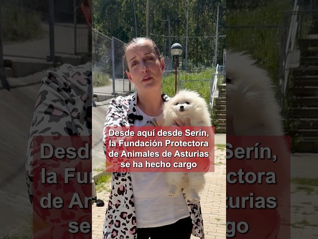 🐕 Sobre el rescate y atención a los perros del criadero ilegal de #gijón