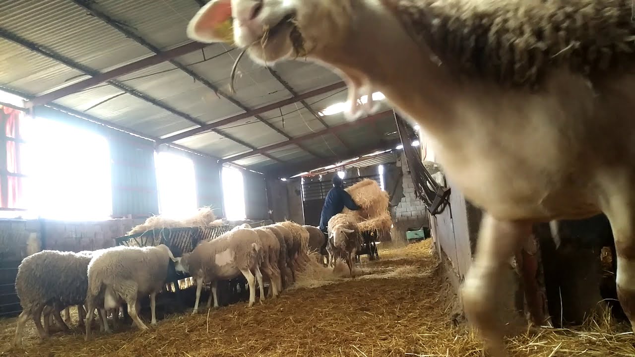 مشاء الله افضل سلالة غنم اسبانيا لي انتاج الحليب