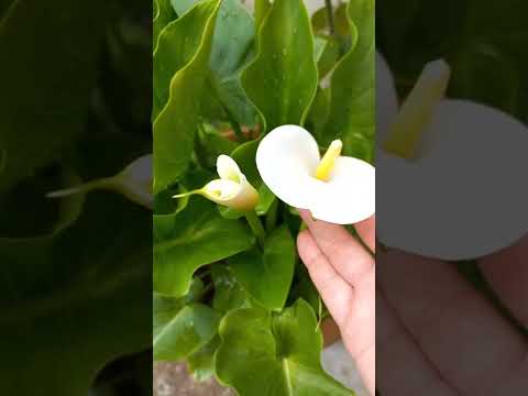 Video: Niyə azaleaslarım çiçək açmır: Azaleasların çiçəklənməsinə dair məsləhətlər