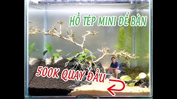 500K CÓ NGAY HỒ TÉP - HƯỚNG DẪN SETUP HỒ TÉP MINI ĐỂ BÀN (shrimp tank mini) #hotepmini #hotepgiare