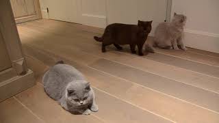 British shorthair cats thoughts and reactions on laser! by Nicki's Kitty's 949 views 5 years ago 3 minutes, 25 seconds