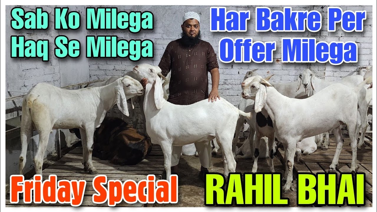 Rahil Bhai Friday Special Har Bakre Per Offer Milega RAHIL BHAI | Sojat Khassi ...