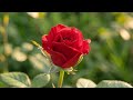 Peaceful Nature Ambience | Let Your Mind Bloom