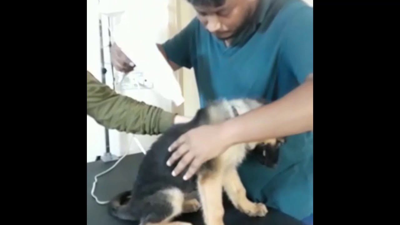 German Shepherd ~ Mango | Grooming session 🥳