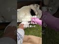 小さな命に決めた覚悟 #猫 #cat #shorts #保護猫