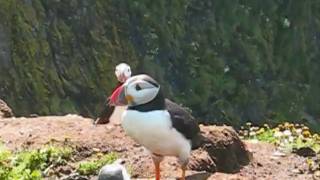 Puffins on Skomer Island #1