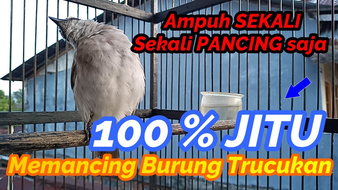 7800 Gambar Burung Trucukan Kartun HD