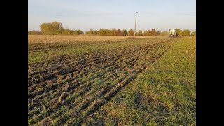 Přímé Setí Hrachu Do Výdrolu Pšenice Oz.