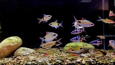 Cá cảnh Hồng mi bóng đêm siêu nét Cá cảnh Hồng Mi Bóng Đêm | Thủy sinh Aqua