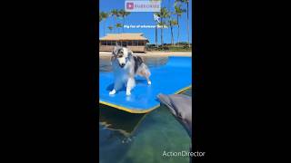 #comedy #comedia #animals #pets #memes #pov