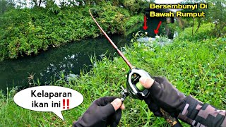 Rakus Casting Ikan Gabus Umpan Softfrog Di Sambar Dari Bawah Rumput