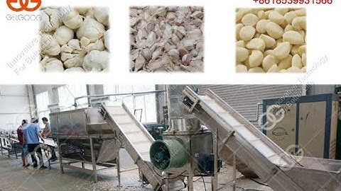 Garlic  Clove Separating and Peeling Plant Garlic Processing Equipment