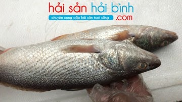 Cá uốp biển hay còn gọi là cá xém mang, cá sóc, cá đù vàng
