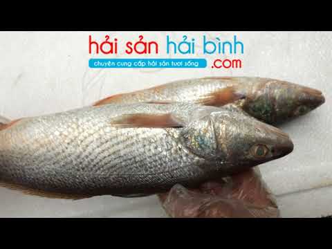 Video Cá uốp biển hay còn gọi là cá xém mang, cá sóc, cá đù... - youtube