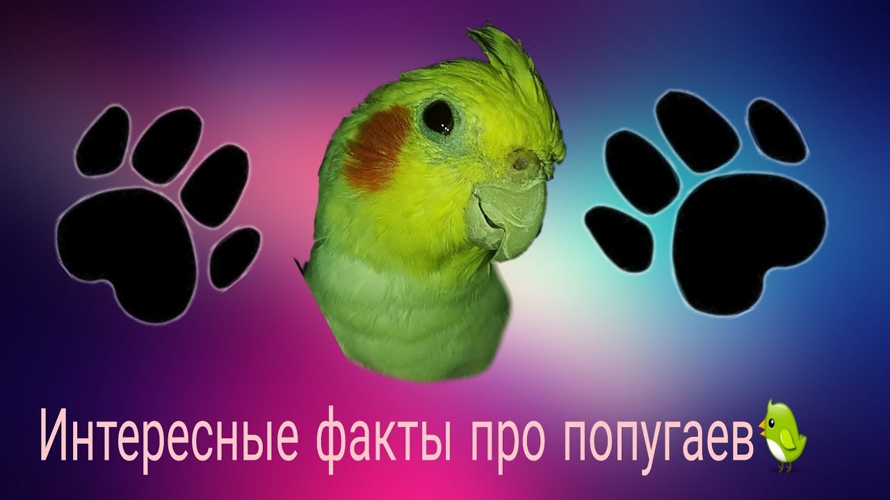 Интересные факты про попугаев🐦