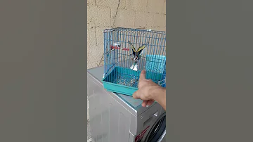 مقنين سرفاتي خلوي سيكتور تيبازة 