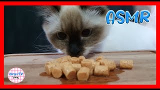 [CatsupTV] My Cats' MUKBANG ASMR (CIAO soft bits & PURINA crunch bite) #CatsupTV screenshot 2