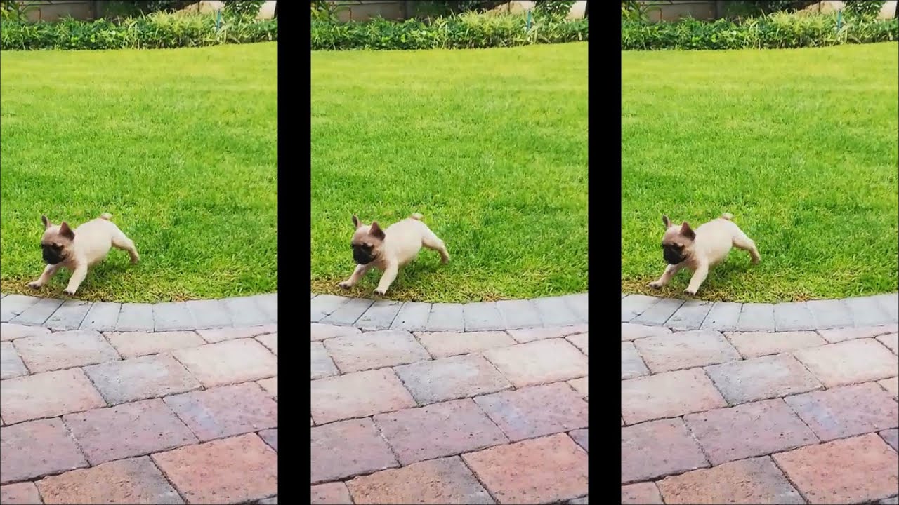 French Bulldog baby Jamani from Frenchie Africa