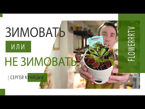 Зимовка и освещение