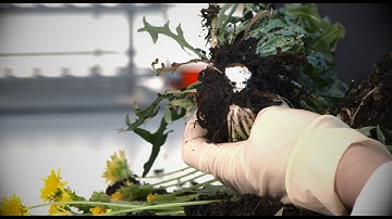 Natural rubber from dandelions