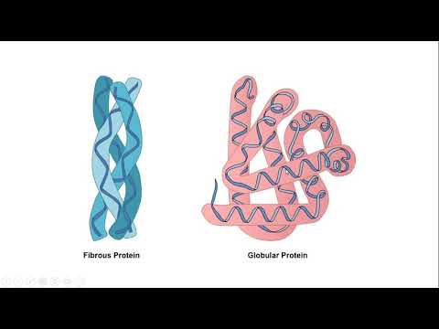4. Proteine: struttura terziaria e quaternaria