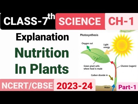 Nutrition In Plants | Chapter Explanation 💯 Class 7th Science | 📃 - YouTube