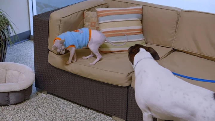 Video 11276781: sphynx hairless cat, sphynx cat dog, pets dog