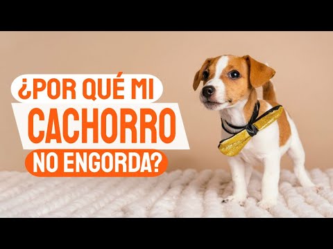 Video: Si su perro arroja un cachorro diariamente, es probable que necesiten este nutriente en su dieta