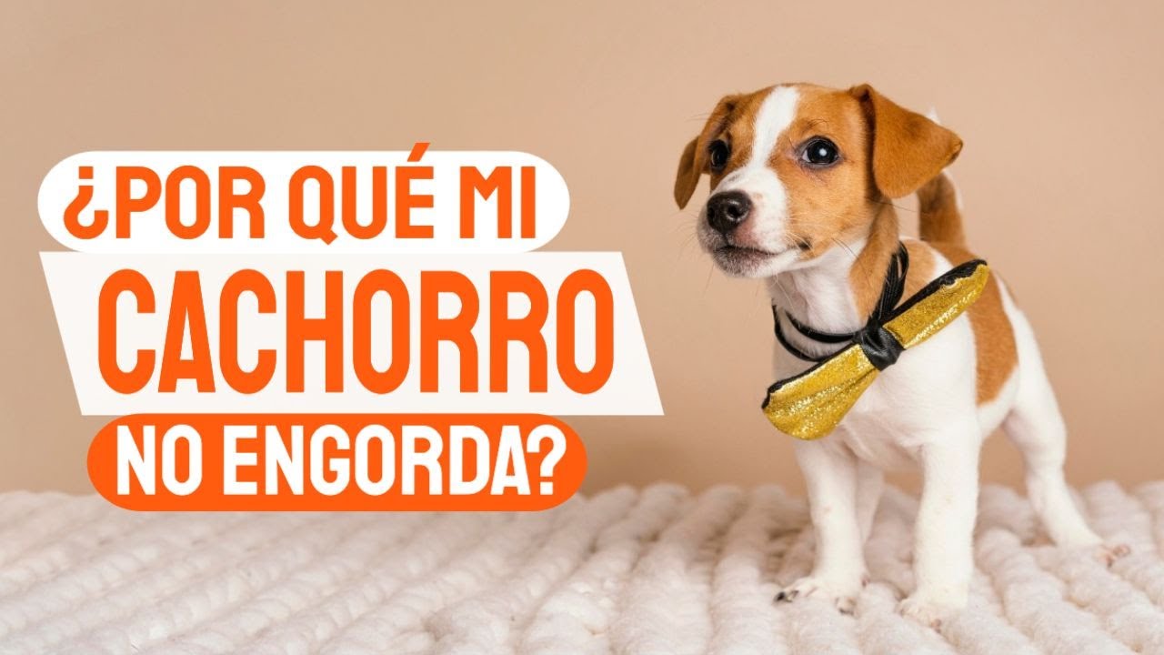 Que darle a mi perro para la diarrea y vómito