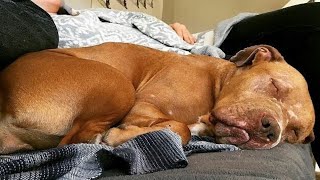 Download Lagu While injured, he was chained up in the cold and abandoned. Now he won't get out of his warm bed. MP3 Download Lagu While injured, he was chained up in the cold and abandoned. Now he won't get out of his warm bed. MP3