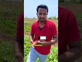 तरब ज क ख त Watermelon Farming Techniques Indian Farmer Shorts