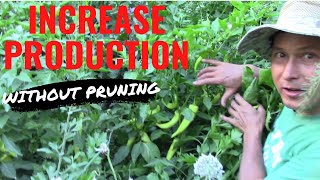 10 Best Ways to Increase Pepper Production Without Pruning