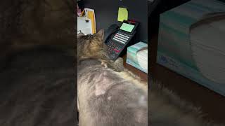 Hilarious Cat Answers Phone! ☎