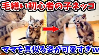 【2ch動物スレ】毛繕い初心者の子猫 → ママの真似をする姿が可愛すぎるwww