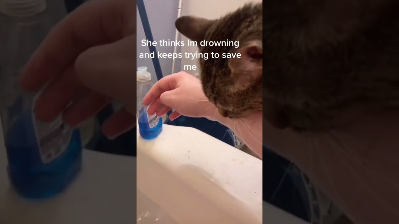 Cat’s reaction to owner’s bath.🫣