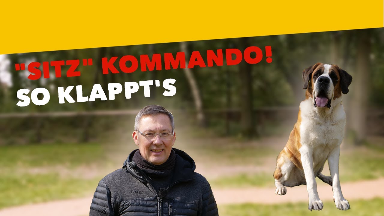 Grundkommando “Sitz”! So lernt dein Hund ganz schnell das Kommando Sitz [Training #27] (2020)
