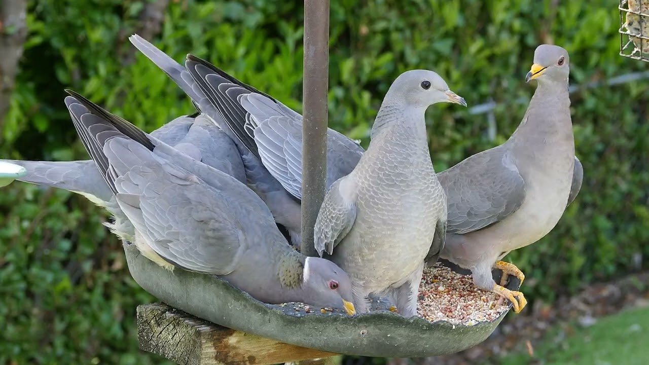 Pigeons at the feeder