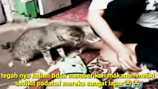 kucing salah minta makan kepada orang ini 😭😭