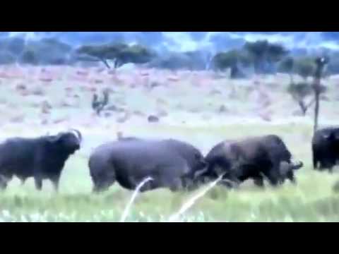 Duel Badak vs Banteng Menang Mana? - YouTube