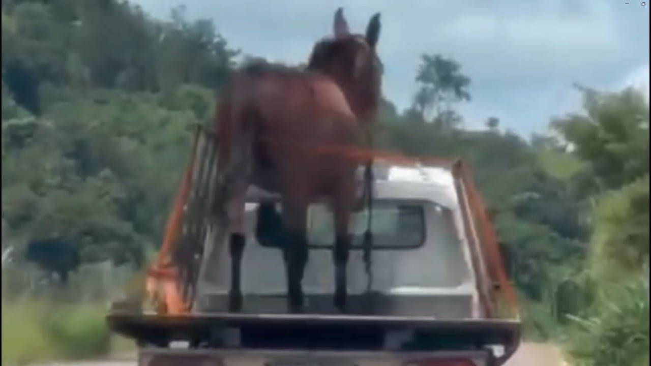 Motorista flagra cavalo solto em carroceria de caminhão em rodovia de Passos, Minas Gerais