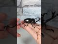 【リアル過ぎ】これはカブトムシのフィギュアです #shorts#short #ガチャガチャ