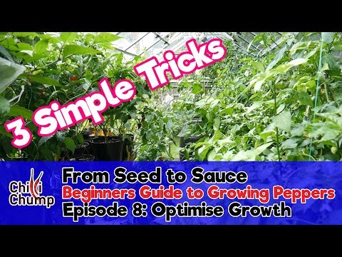 Episode 8: 3 Ways to Optimise Growth (Beginners Guide to Growing Peppers)